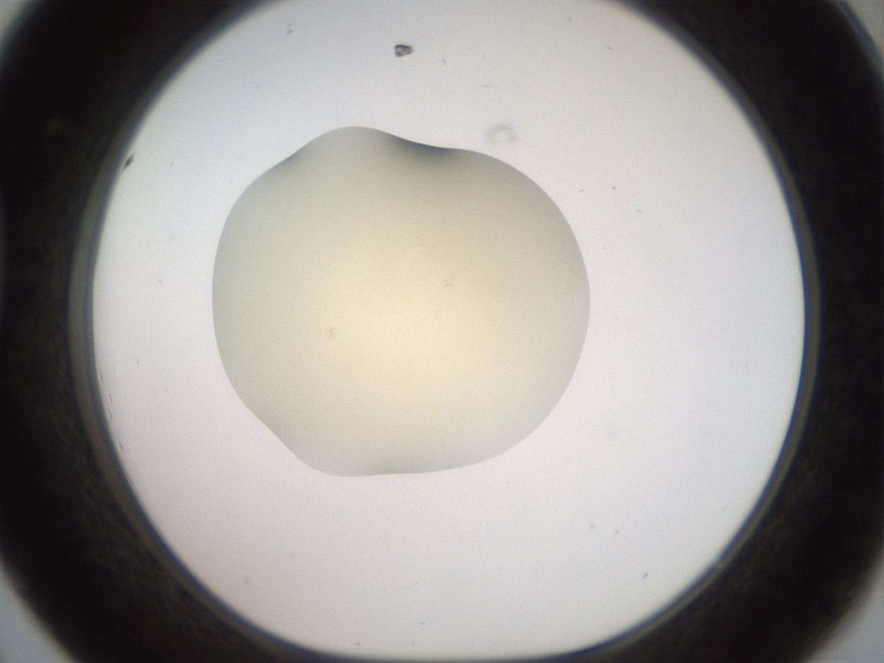 folderID905_plateID1905_batchID8130_wellNum44_profileID1_d1_r127230_ef.jpg