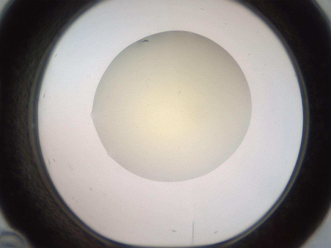 folderID905_plateID1905_batchID8130_wellNum46_profileID1_d1_r127232_ef.jpg