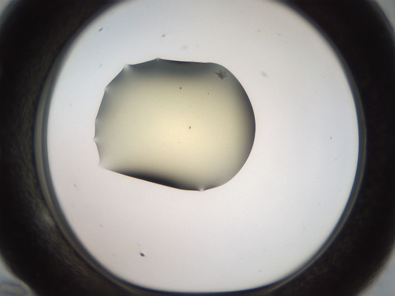 folderID905_plateID1905_batchID8130_wellNum58_profileID1_d1_r127244_ef.jpg