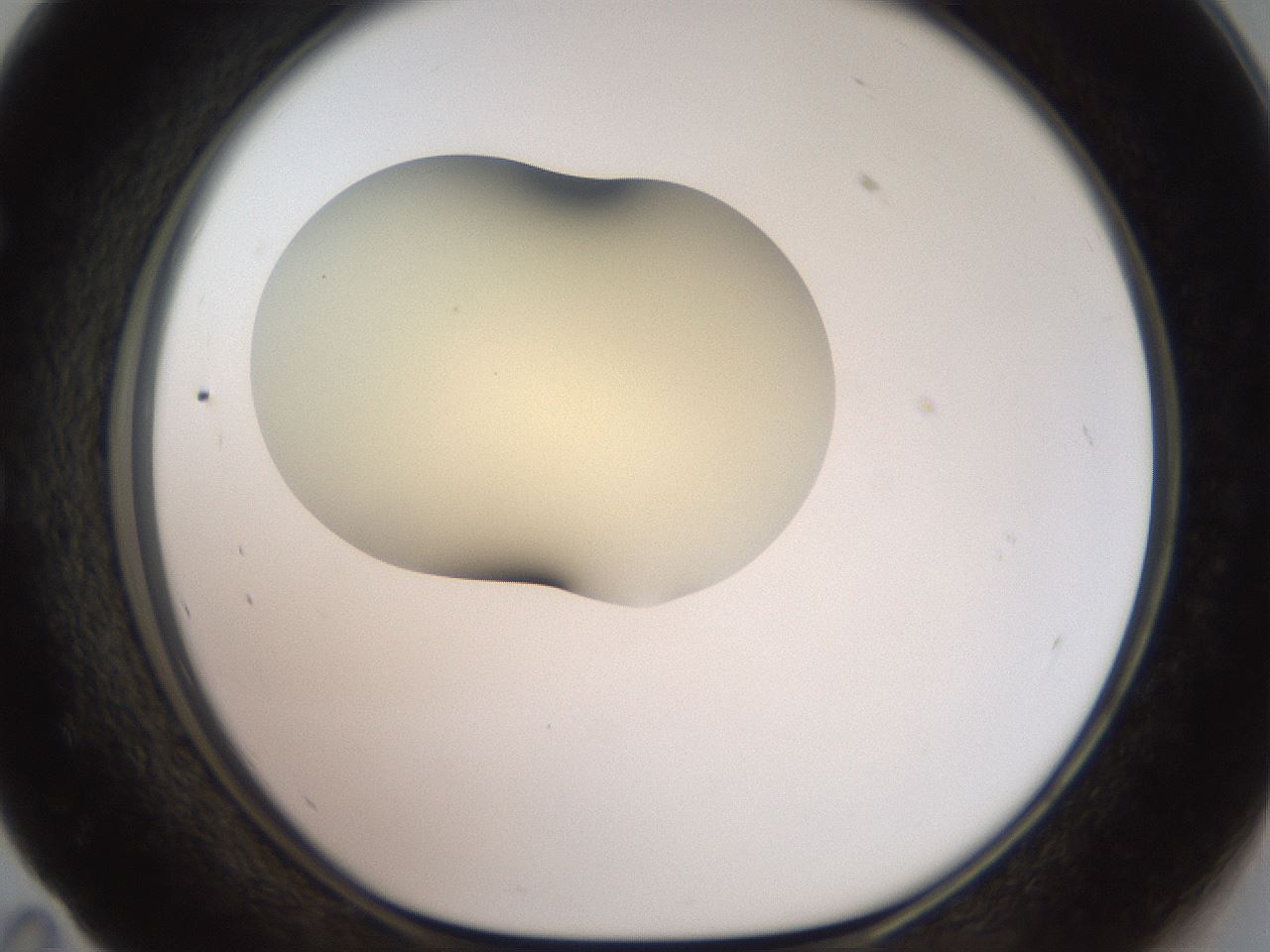 folderID905_plateID1905_batchID8130_wellNum59_profileID1_d1_r127245_ef.jpg