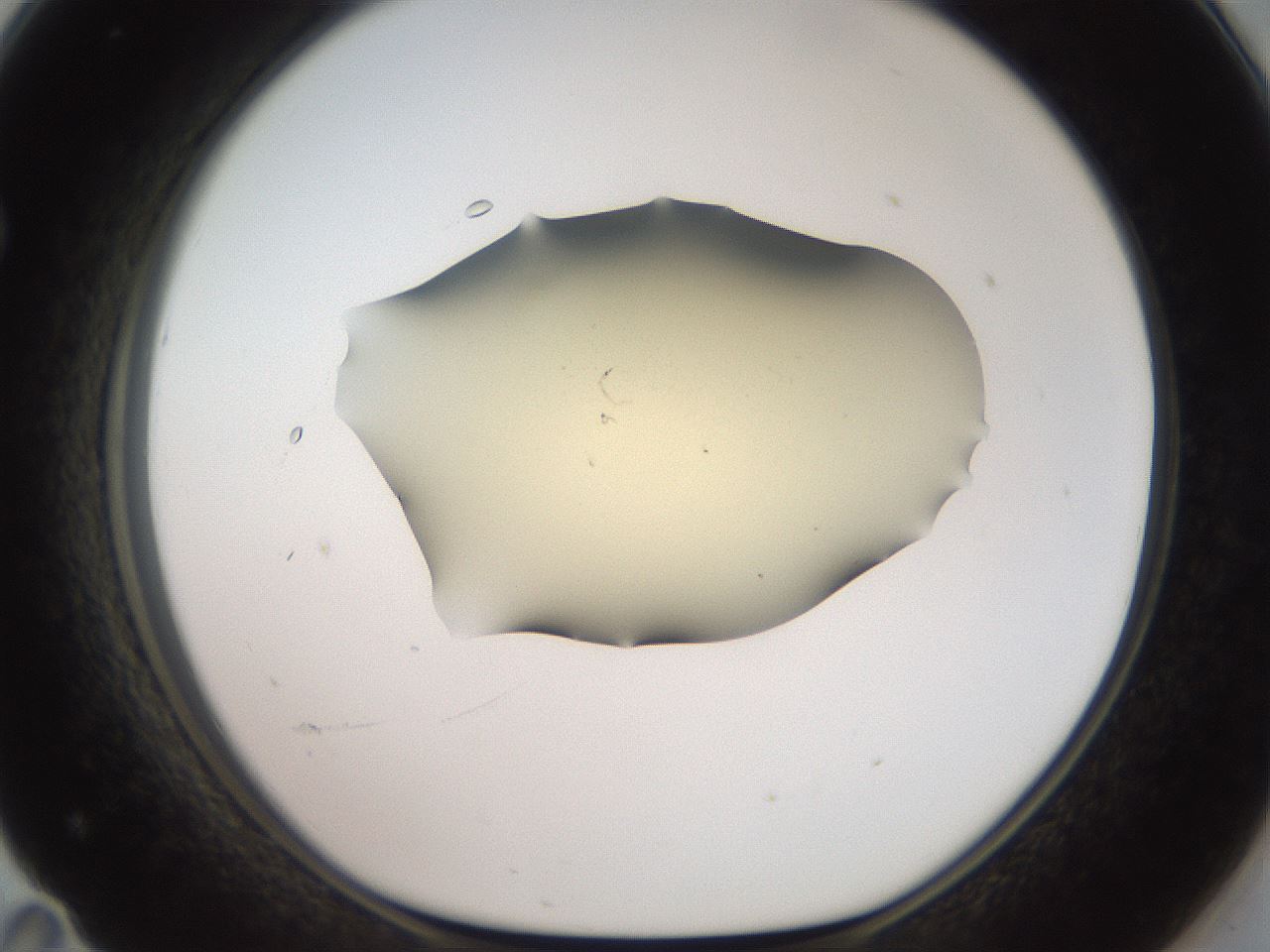 folderID905_plateID1905_batchID8130_wellNum71_profileID1_d1_r127257_ef.jpg