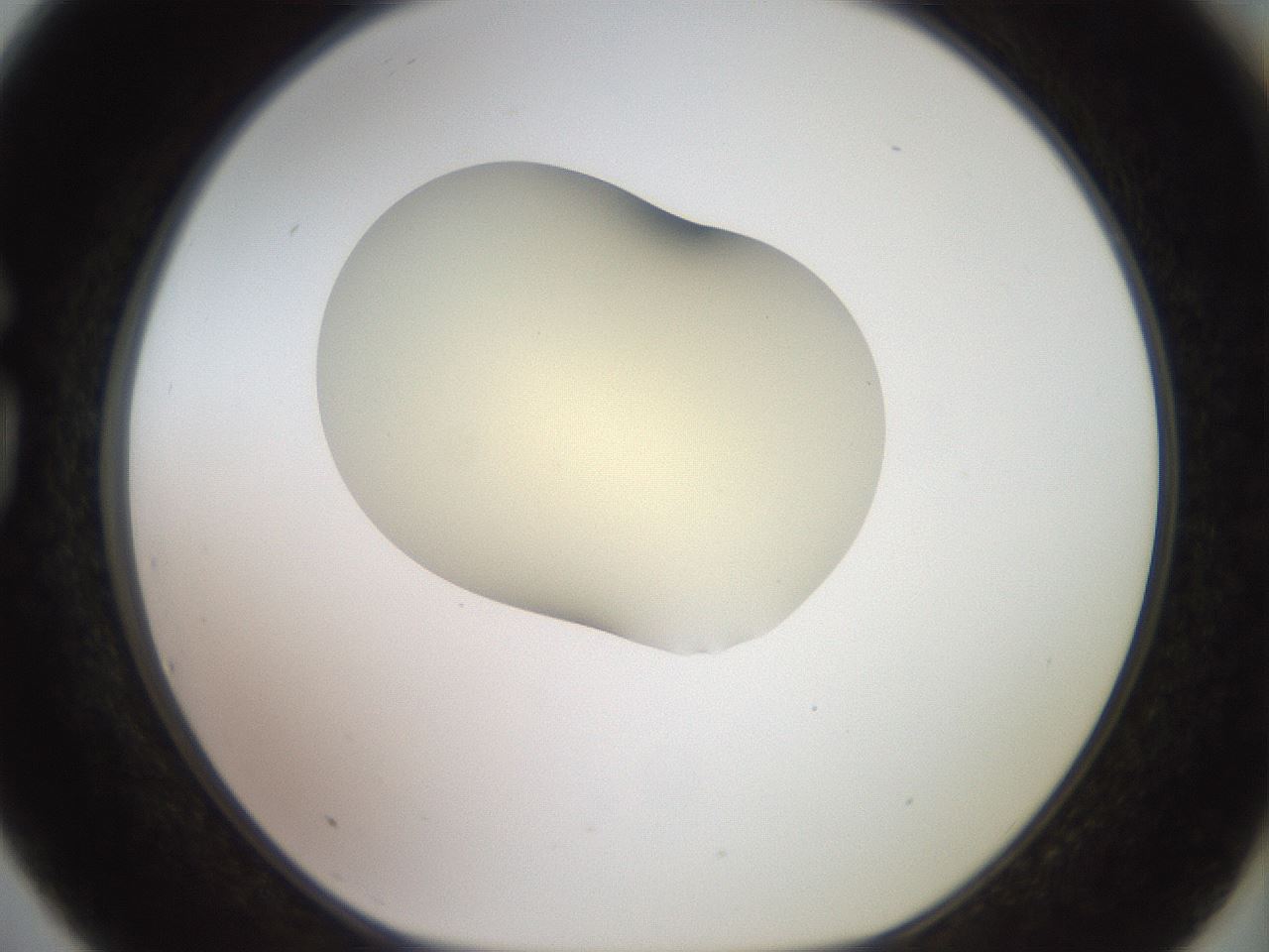 folderID905_plateID1905_batchID8130_wellNum75_profileID1_d1_r127261_ef.jpg