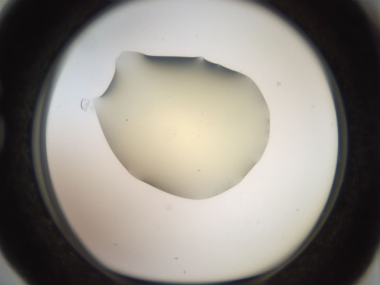 folderID905_plateID1905_batchID8130_wellNum76_profileID1_d1_r127262_ef.jpg