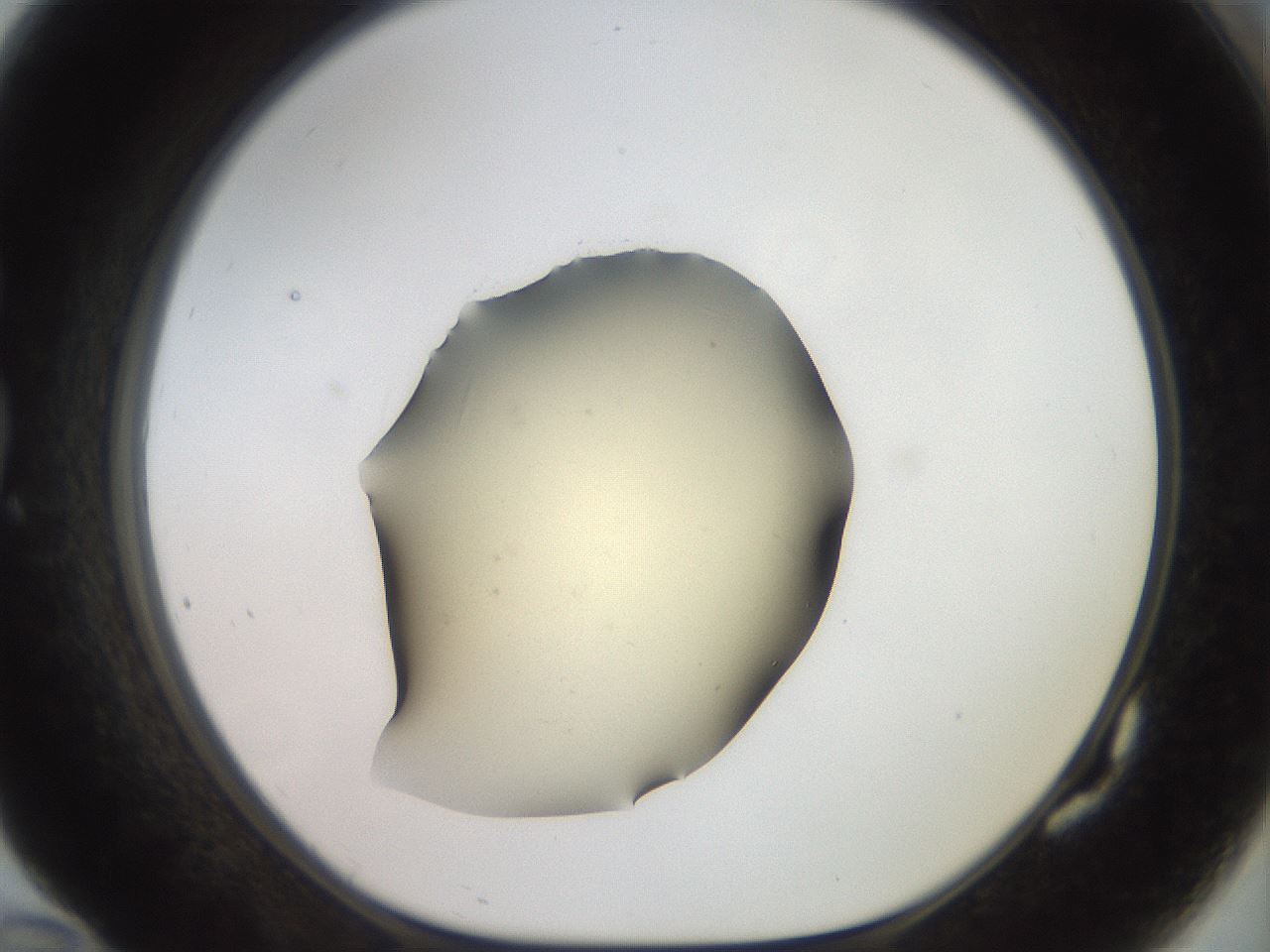 folderID905_plateID1905_batchID8130_wellNum82_profileID1_d1_r127268_ef.jpg