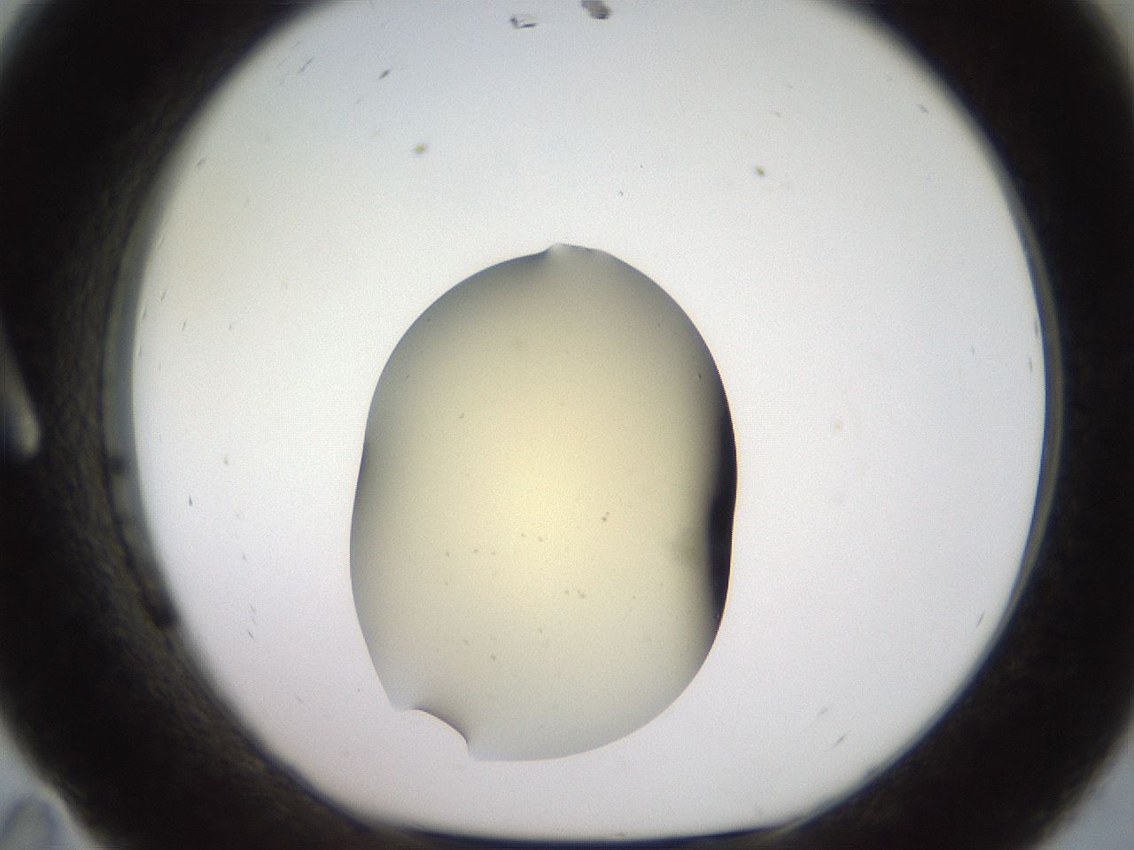 folderID905_plateID1905_batchID8138_wellNum11_profileID1_d1_r127197_ef.jpg