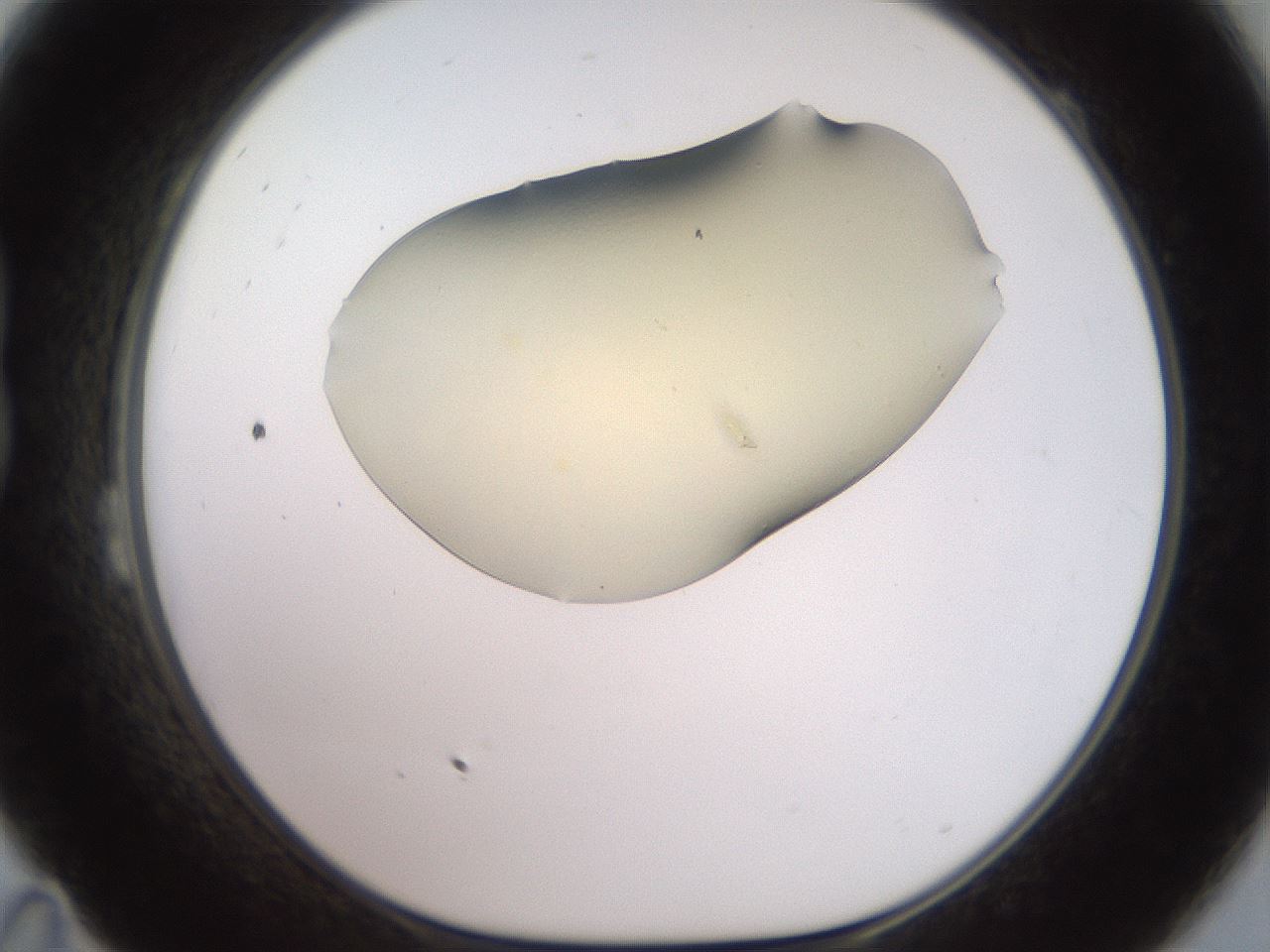 folderID905_plateID1905_batchID8138_wellNum23_profileID1_d1_r127209_ef.jpg