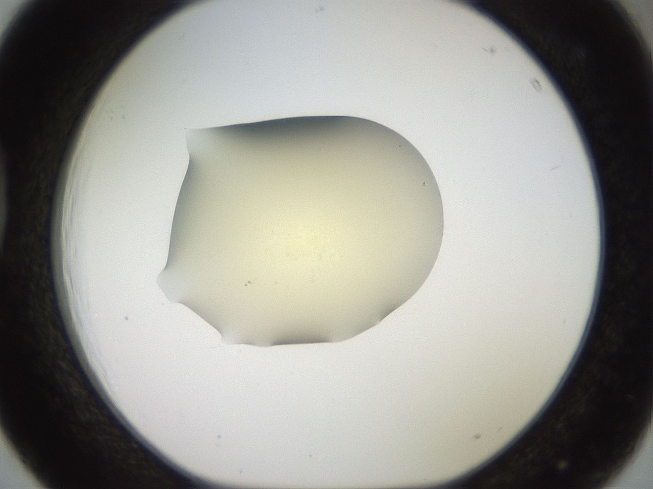 folderID905_plateID1905_batchID8138_wellNum39_profileID1_d1_r127225_ef.jpg