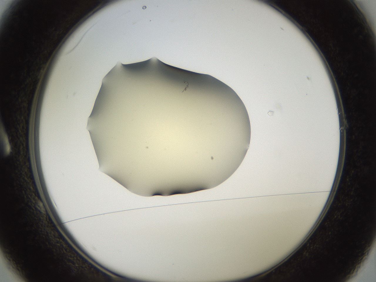 folderID906_plateID1906_batchID8136_wellNum1_profileID1_d1_r126995_ef.jpg
