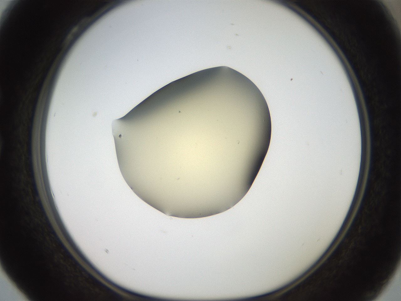 folderID906_plateID1906_batchID8136_wellNum28_profileID1_d1_r127022_ef.jpg