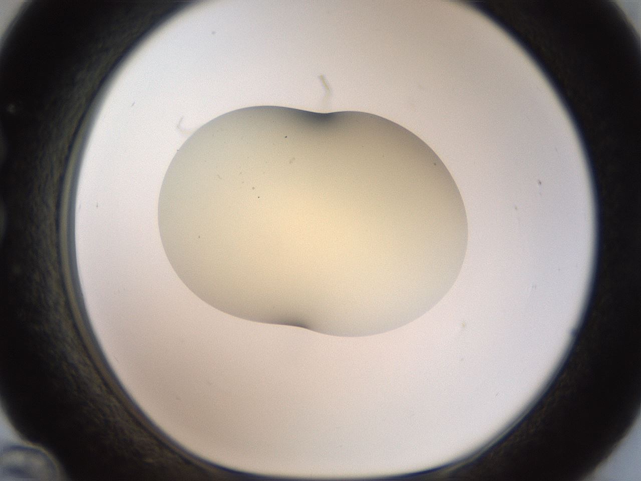 folderID906_plateID1906_batchID8136_wellNum36_profileID1_d1_r127030_ef.jpg