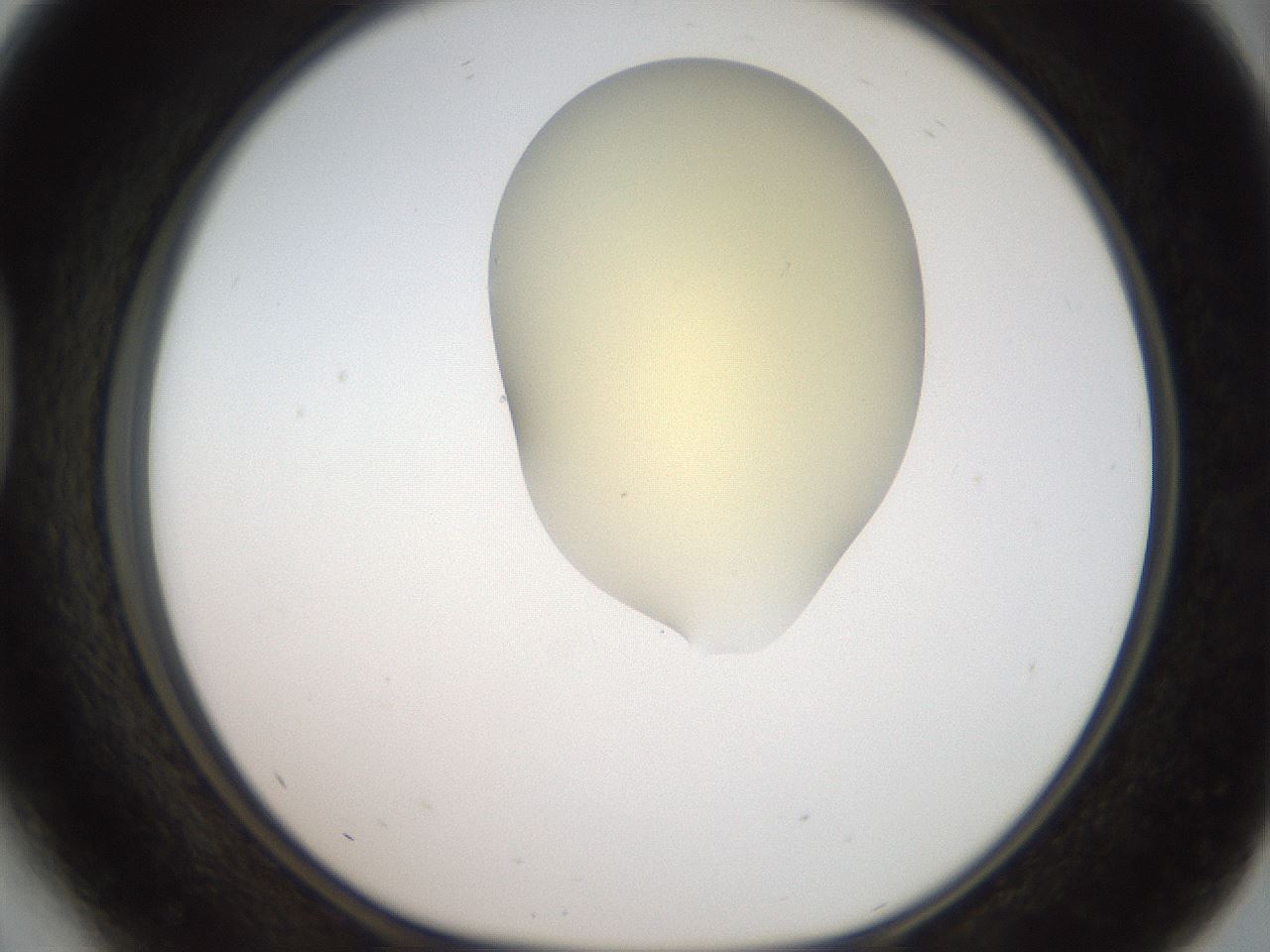 folderID906_plateID1906_batchID8136_wellNum41_profileID1_d1_r127035_ef.jpg