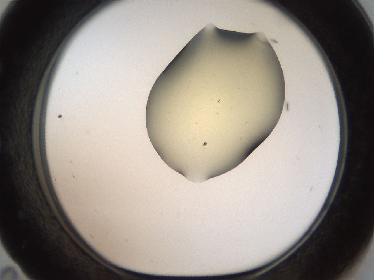 folderID906_plateID1906_batchID8136_wellNum59_profileID1_d1_r127053_ef.jpg