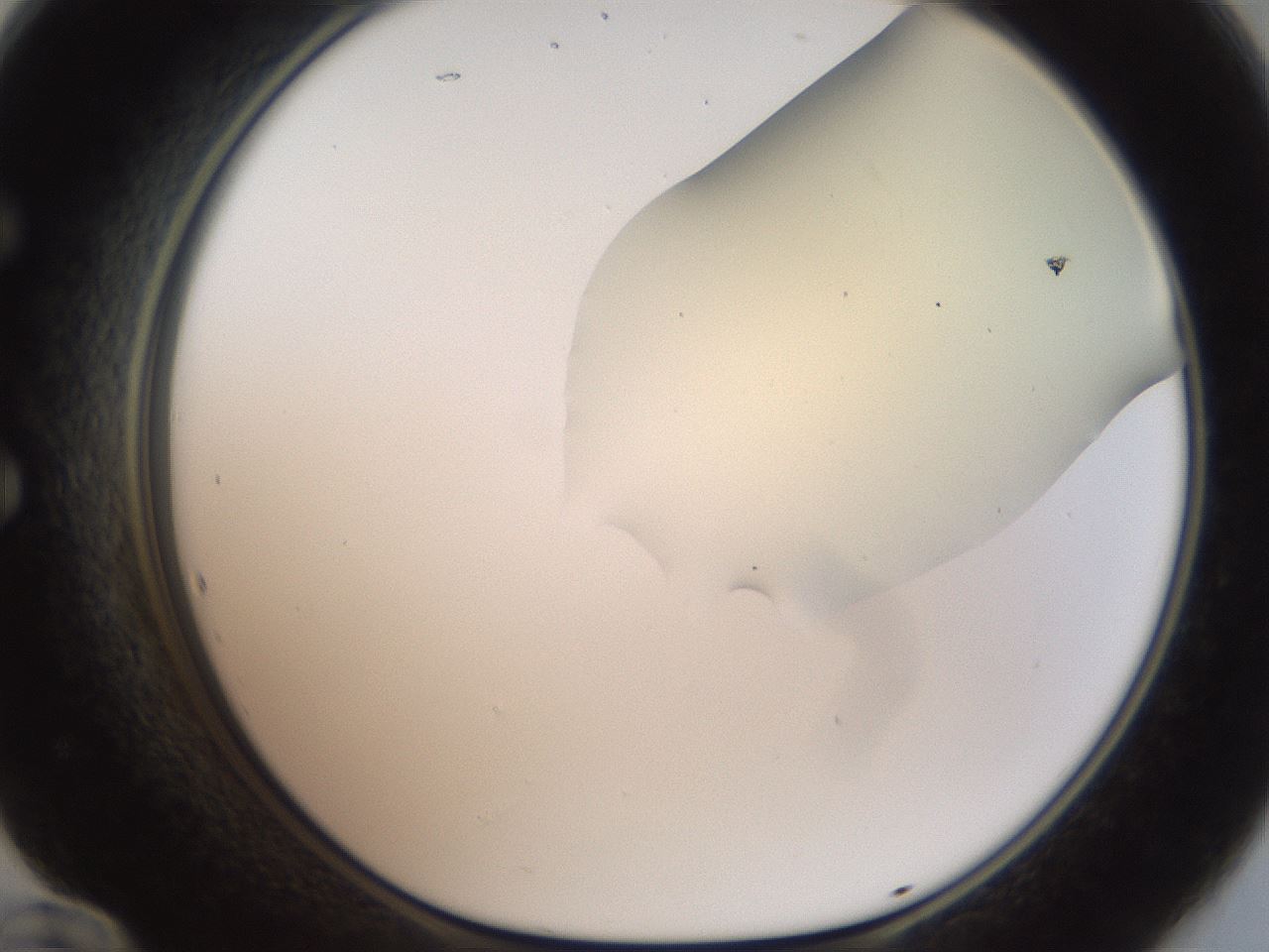 folderID906_plateID1906_batchID8136_wellNum60_profileID1_d1_r127054_ef.jpg