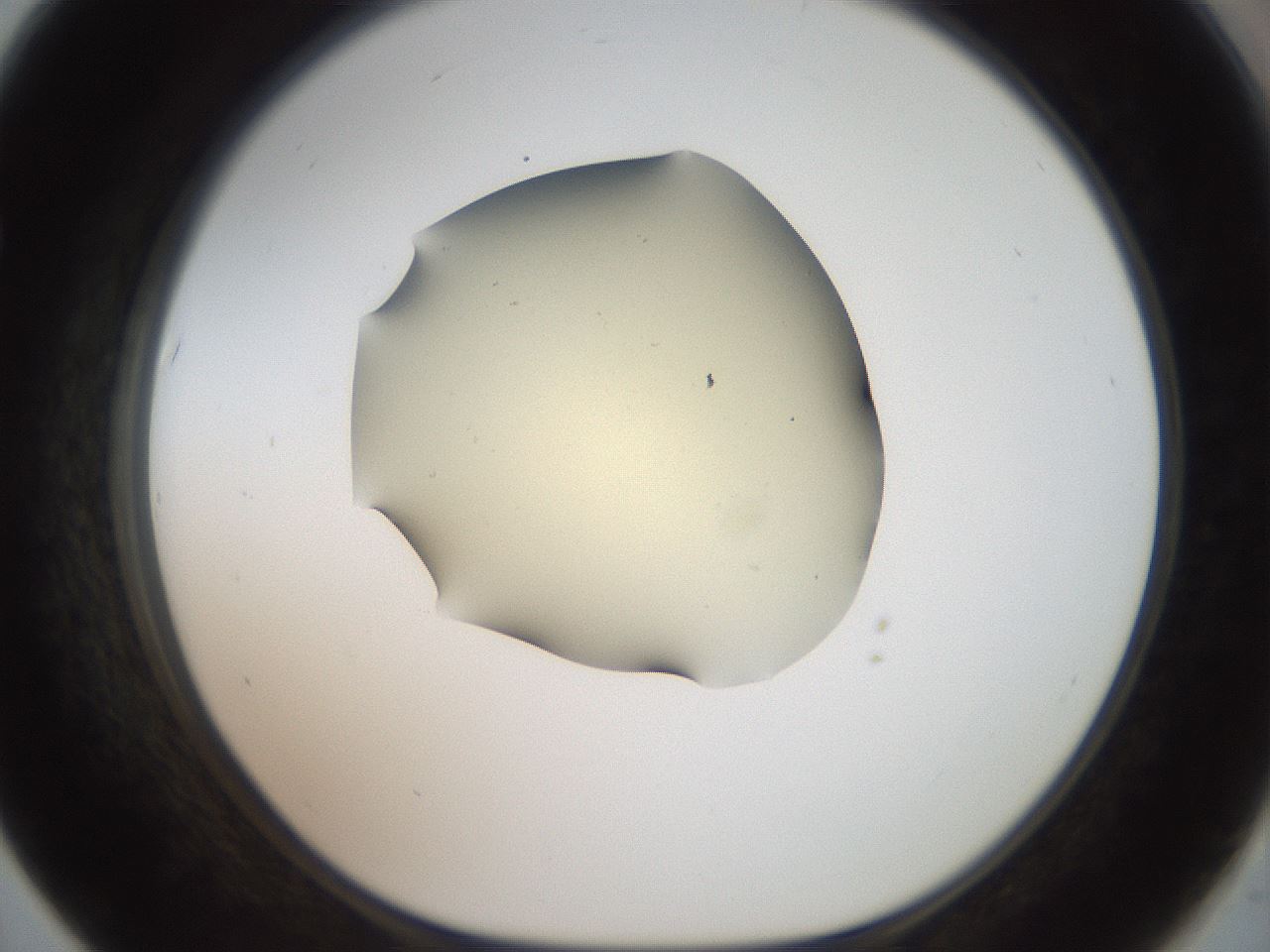 folderID906_plateID1906_batchID8136_wellNum67_profileID1_d1_r127061_ef.jpg
