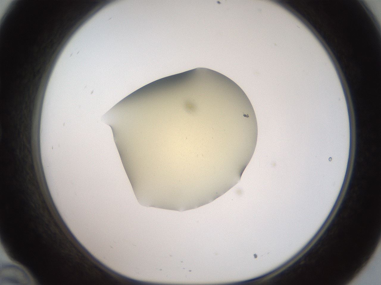 folderID907_plateID1907_batchID8131_wellNum34_profileID1_d1_r127412_ef.jpg