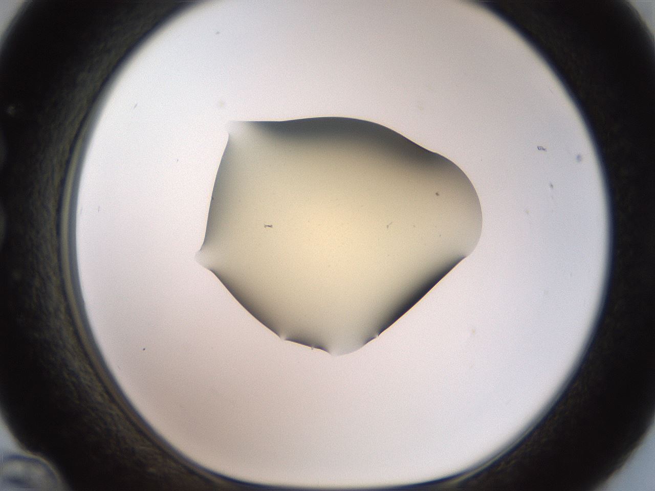 folderID907_plateID1907_batchID8131_wellNum36_profileID1_d1_r127414_ef.jpg