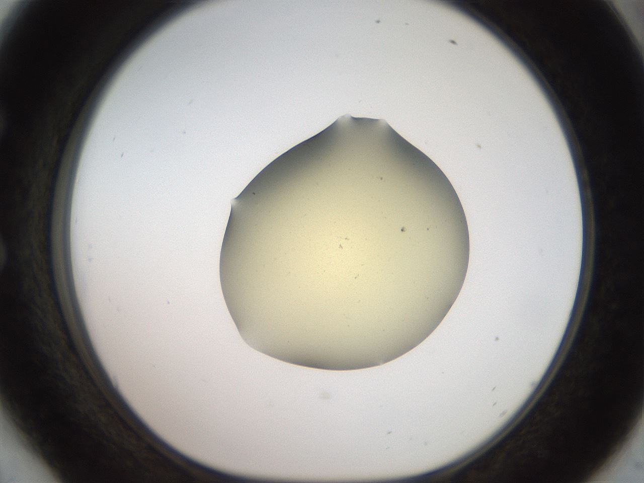 folderID907_plateID1907_batchID8131_wellNum54_profileID1_d1_r127432_ef.jpg