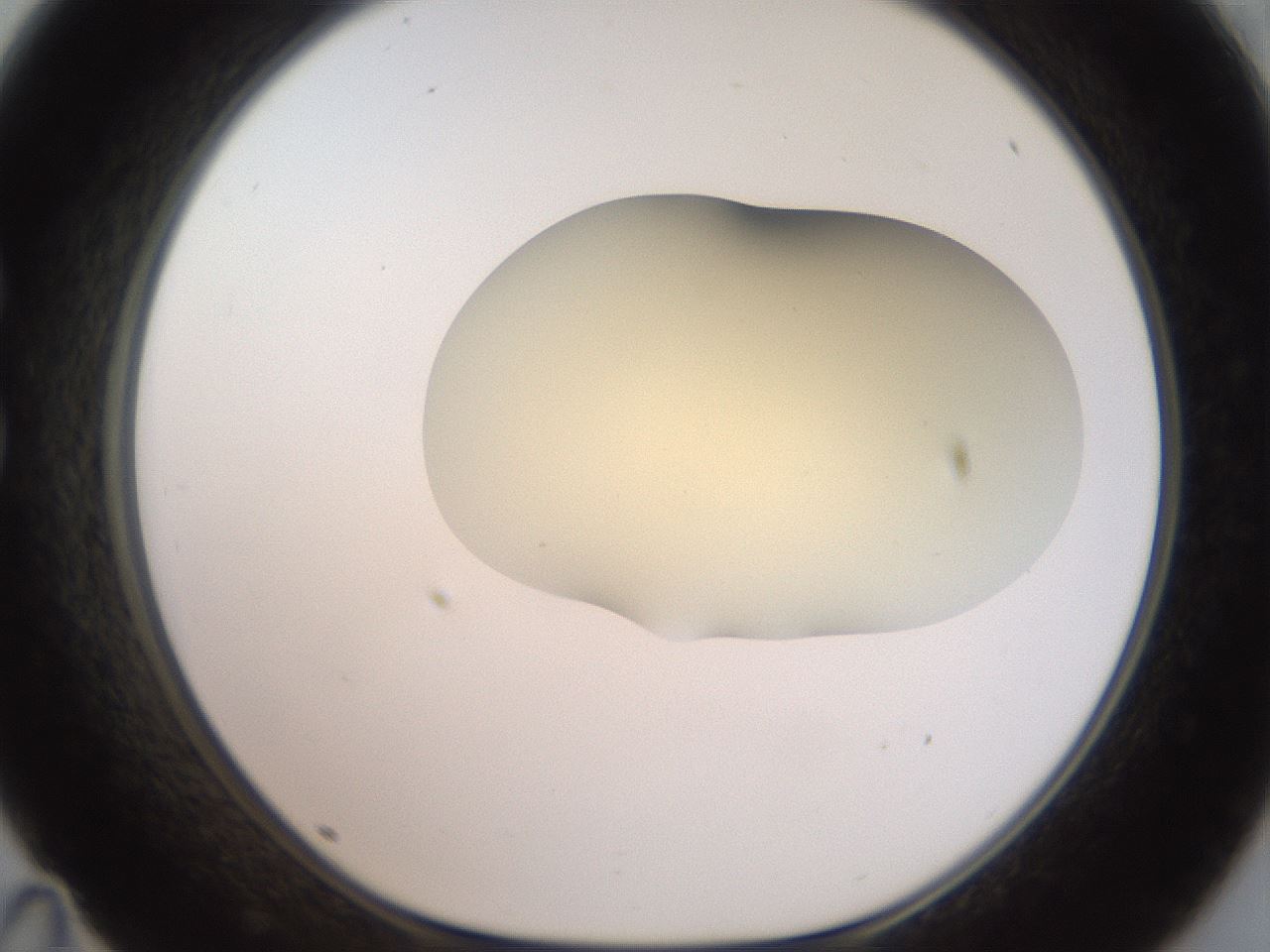 folderID906_plateID1906_batchID8136_wellNum35_profileID1_d1_r127029_ef.jpg
