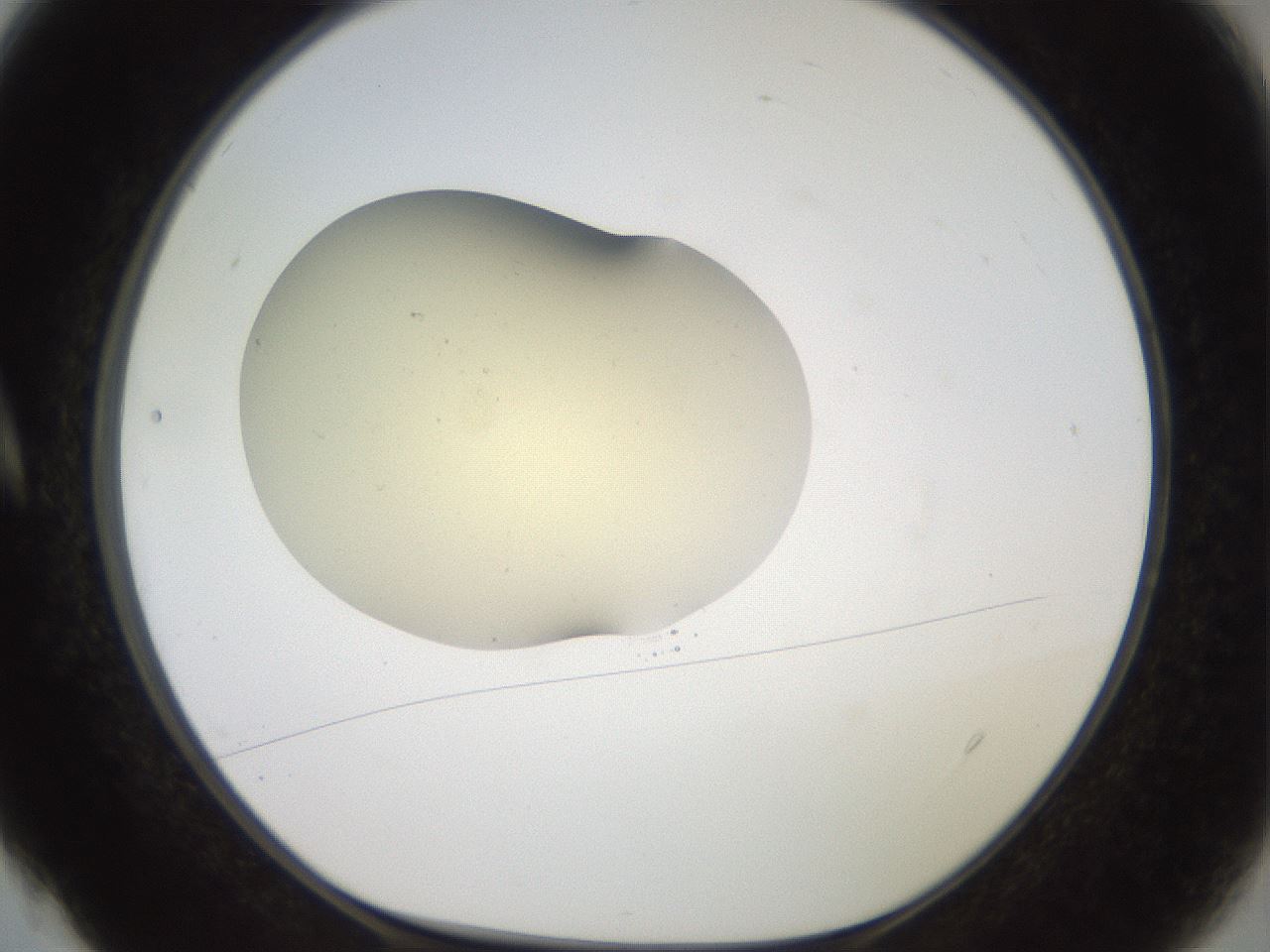 folderID906_plateID1906_batchID8136_wellNum4_profileID1_d1_r126998_ef.jpg