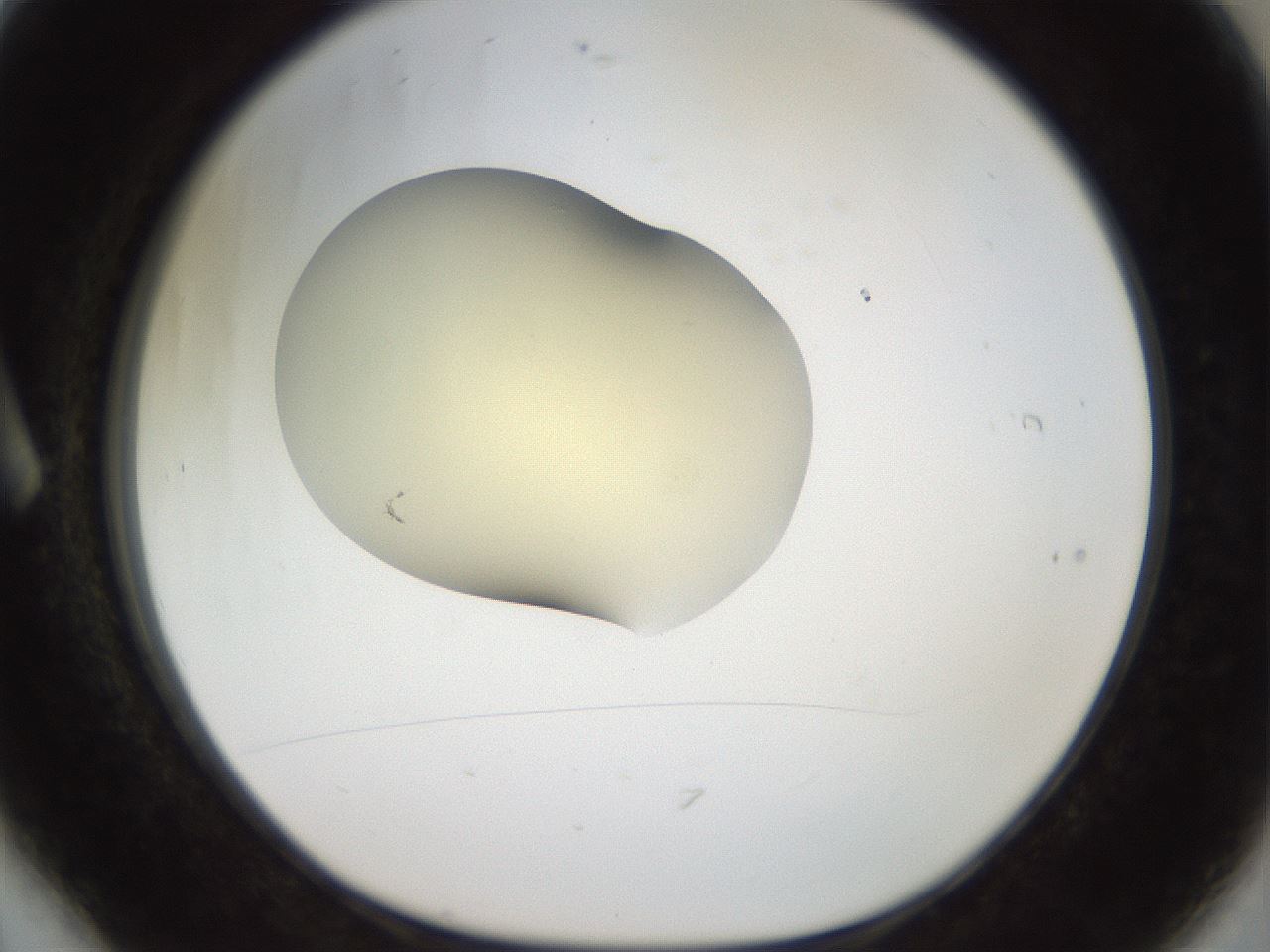 folderID906_plateID1906_batchID8136_wellNum6_profileID1_d1_r127000_ef.jpg