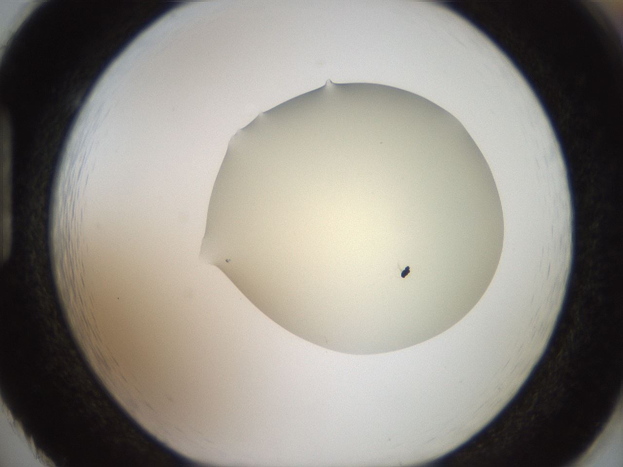 folderID906_plateID1906_batchID8136_wellNum86_profileID1_d1_r127080_ef.jpg