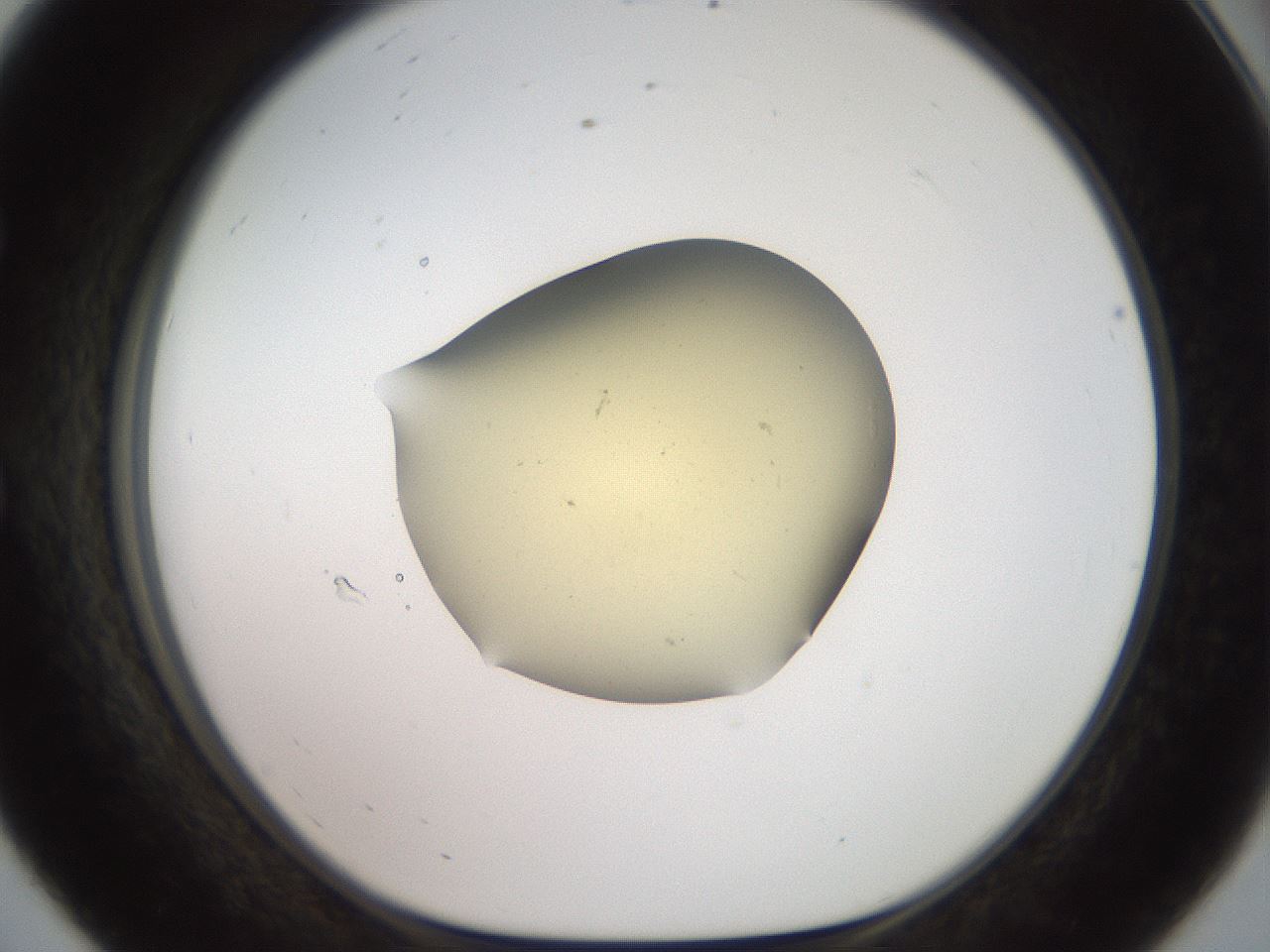 folderID907_plateID1907_batchID8131_wellNum56_profileID1_d1_r127434_ef.jpg