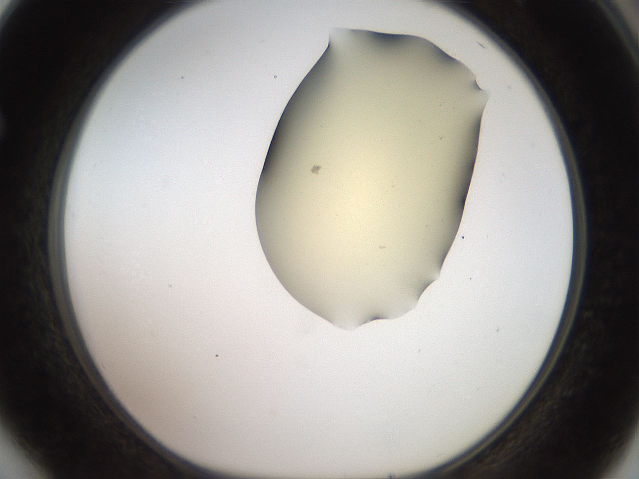 folderID907_plateID1907_batchID8131_wellNum64_profileID1_d1_r127442_ef.jpg