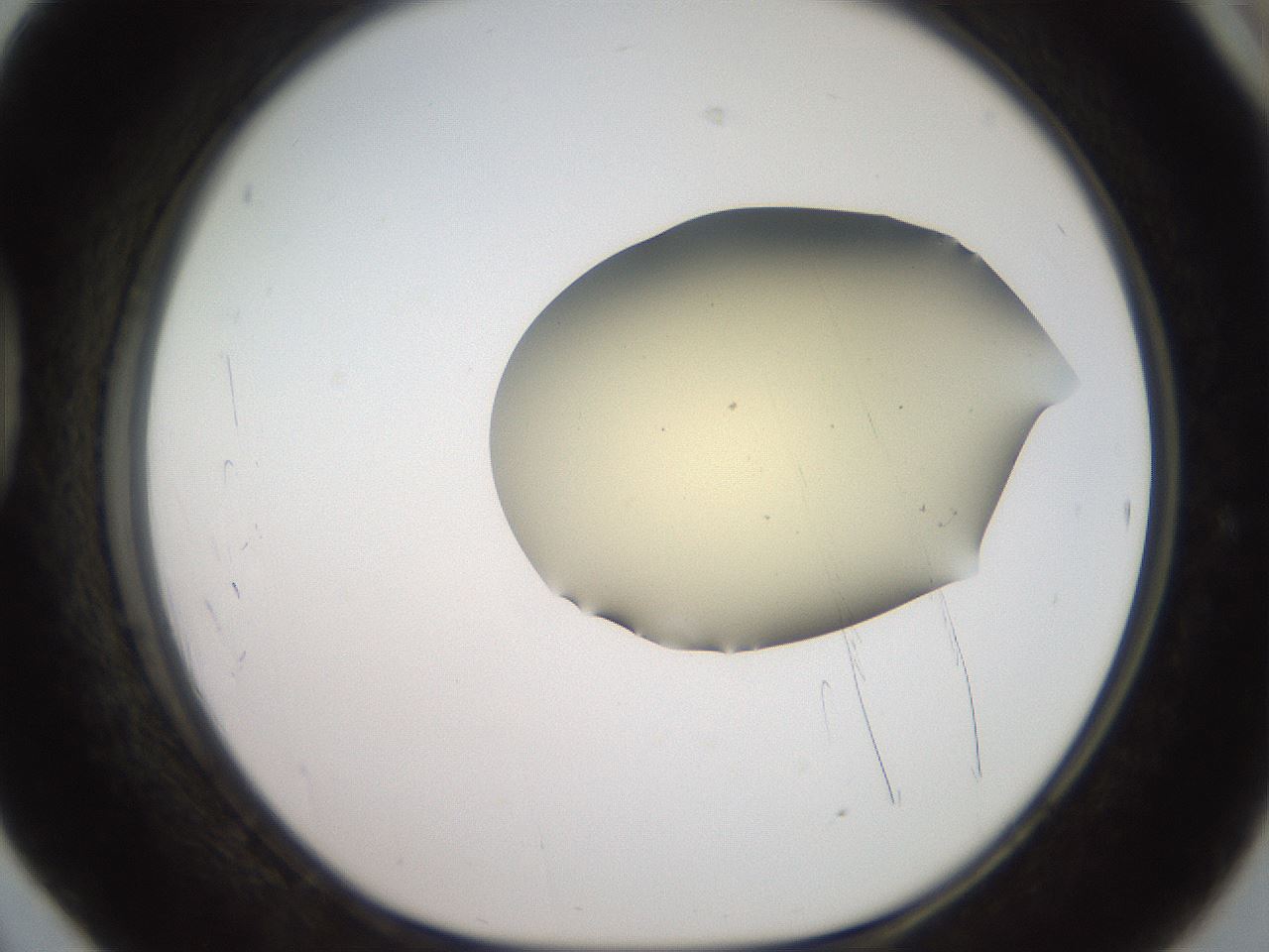 folderID907_plateID1907_batchID8140_wellNum42_profileID1_d1_r127420_ef.jpg