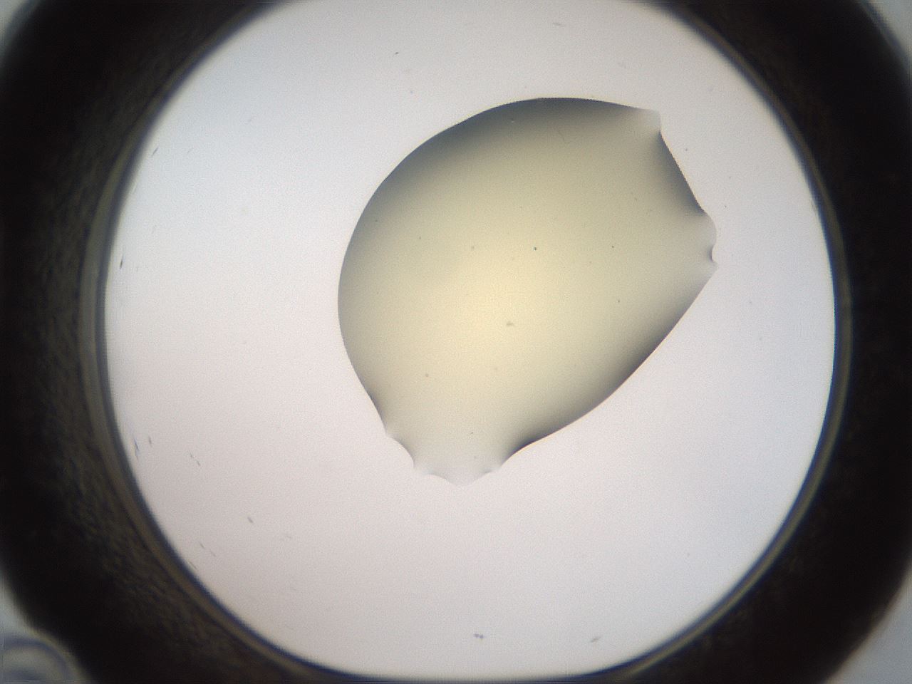 folderID907_plateID1907_batchID8140_wellNum46_profileID1_d1_r127424_ef.jpg