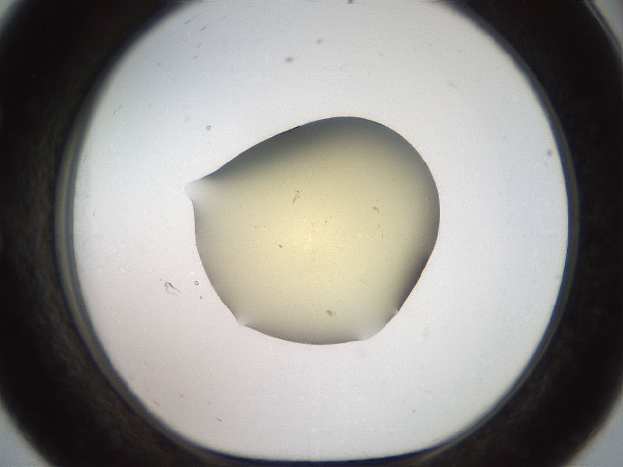 folderID907_plateID1907_batchID8140_wellNum56_profileID1_d1_r127434_ef.jpg