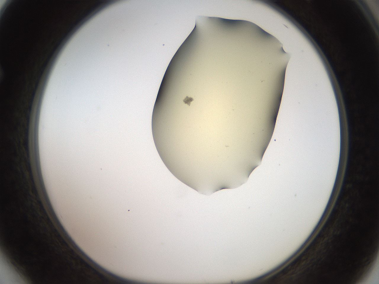 folderID907_plateID1907_batchID8140_wellNum64_profileID1_d1_r127442_ef.jpg