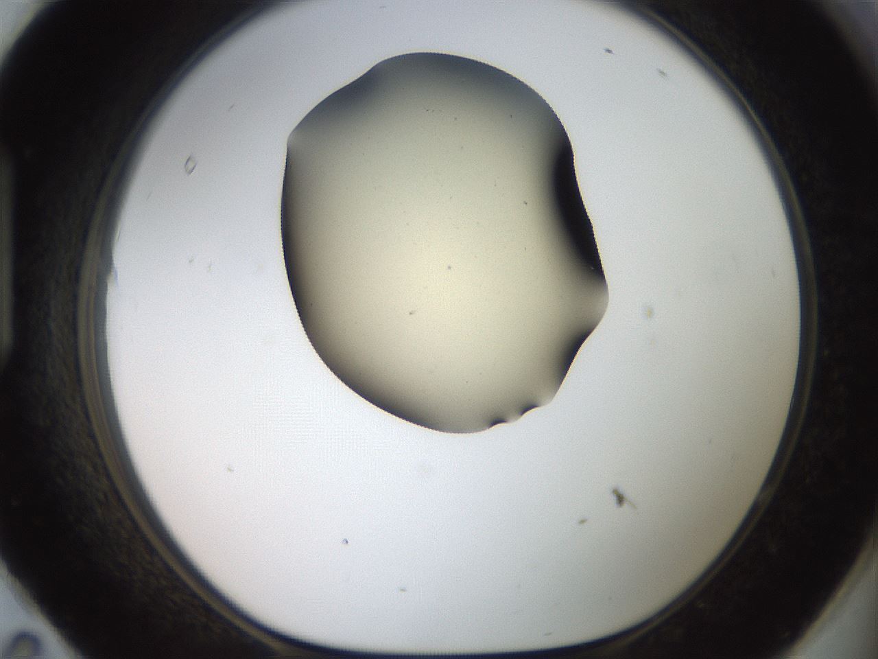 folderID907_plateID1907_batchID8140_wellNum95_profileID1_d1_r127473_ef.jpg