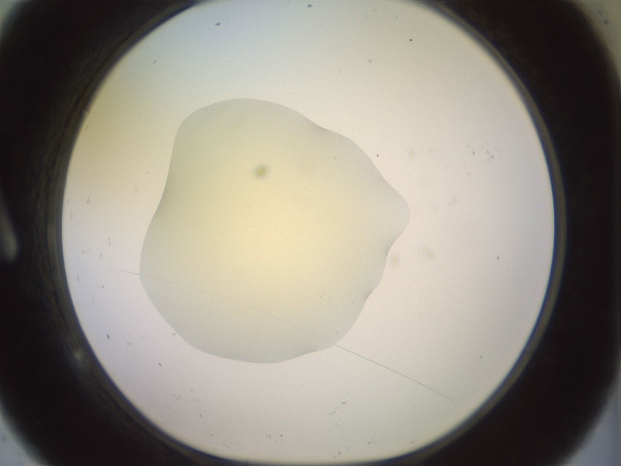 folderID909_plateID1909_batchID8142_wellNum9_profileID1_d1_r127579_ef.jpg