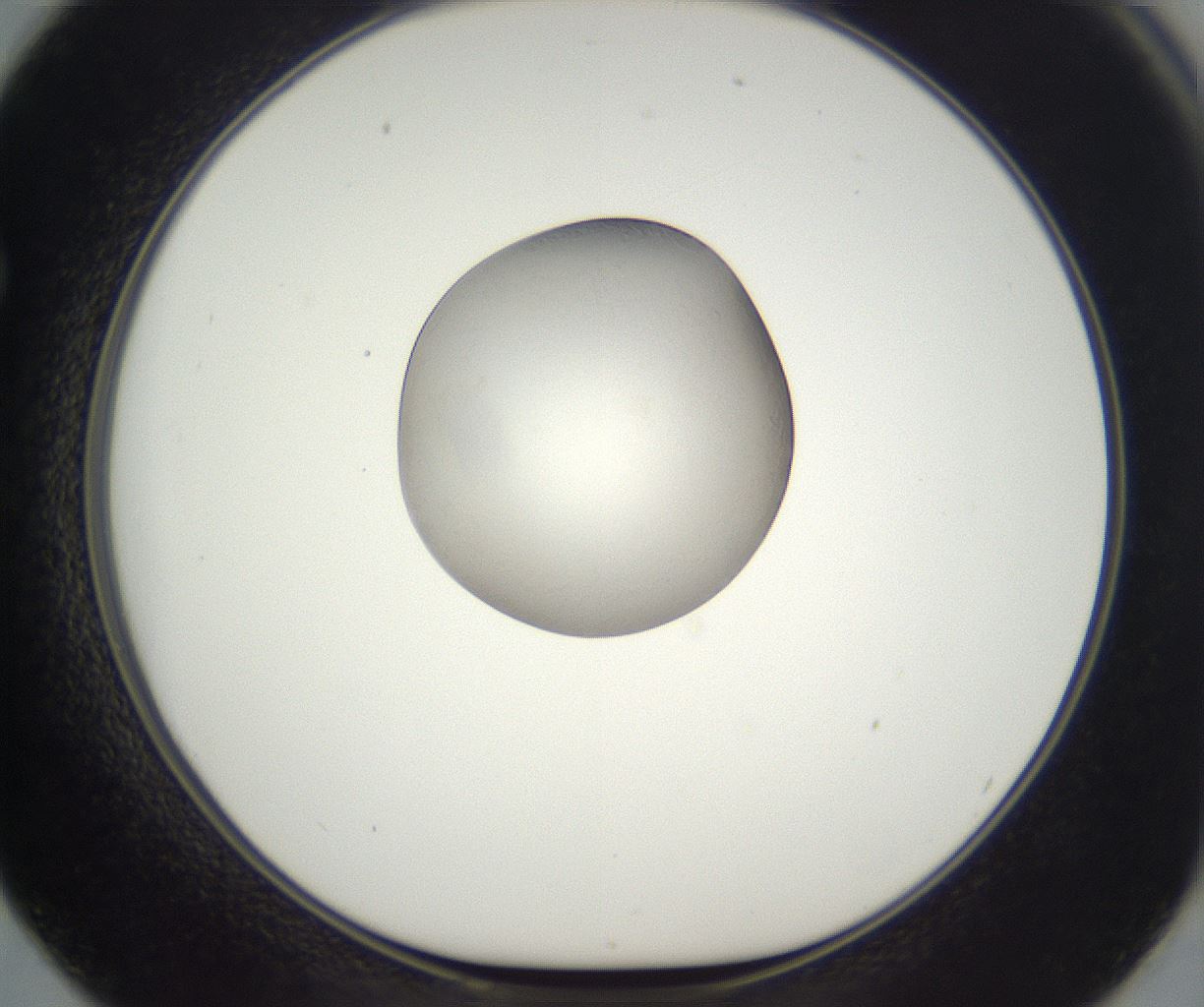 folderID910_plateID2910_batchID15760_wellNum62_profileID1_d1_r240246_ef.jpg