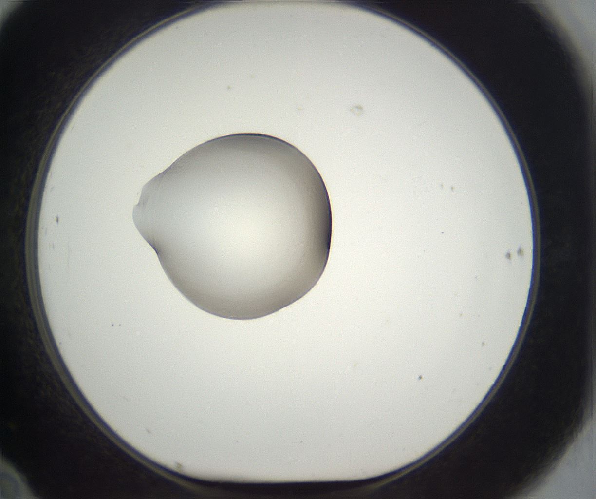 folderID910_plateID2910_batchID15760_wellNum70_profileID1_d1_r240262_ef.jpg