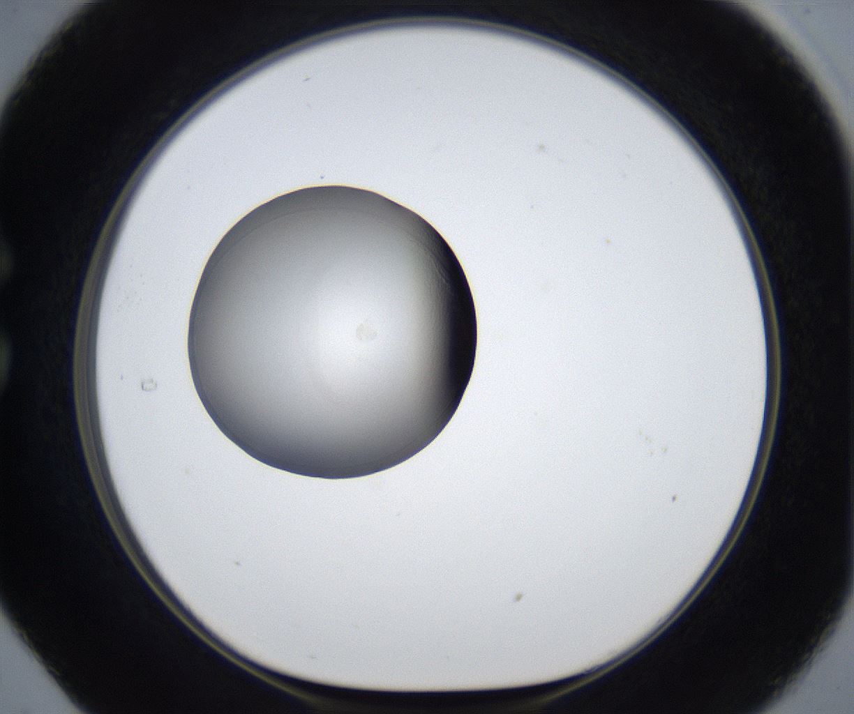 folderID913_plateID2913_batchID15761_wellNum29_profileID1_d1_r238932_ef.jpg