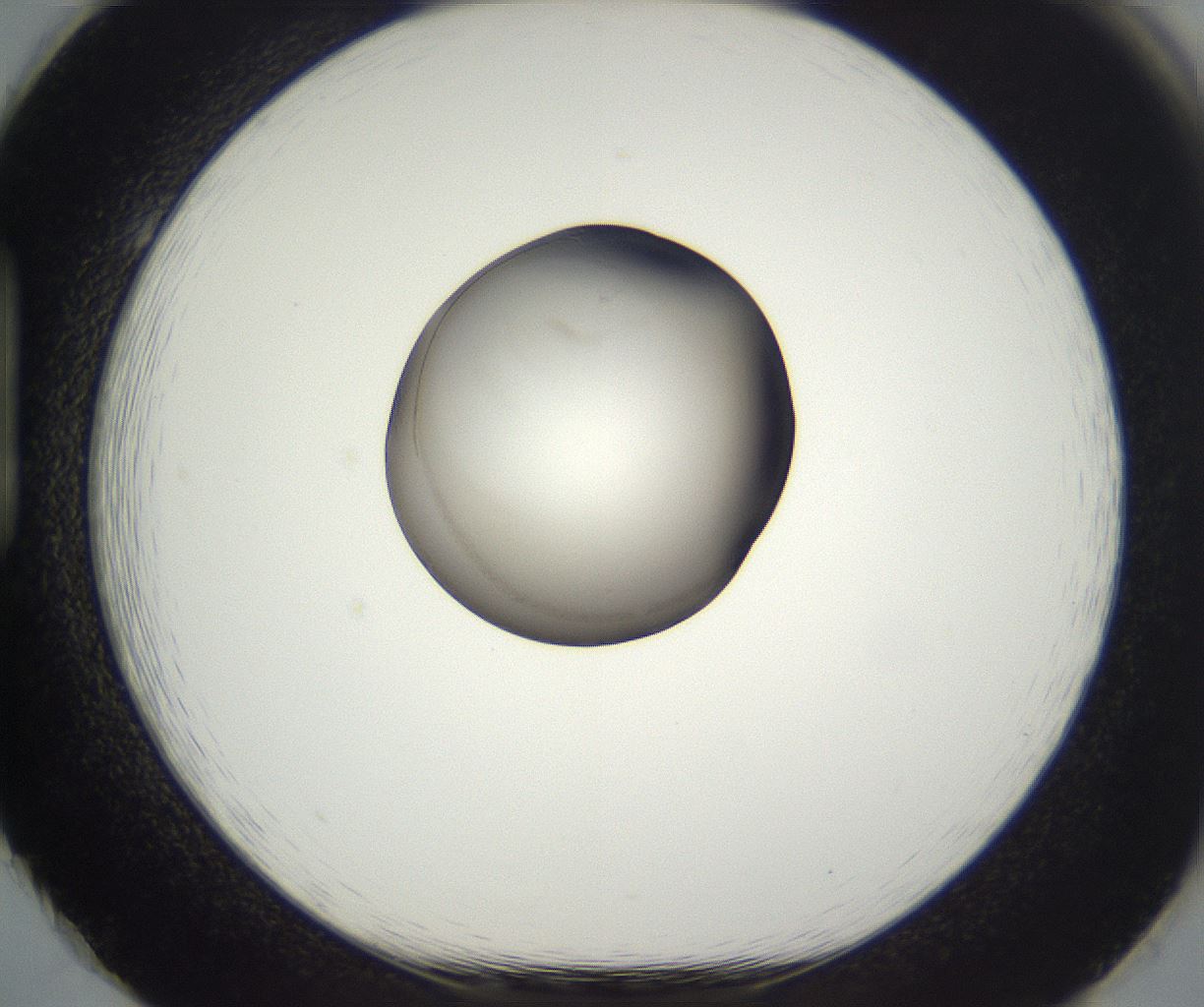 folderID914_plateID2914_batchID15764_wellNum86_profileID1_d1_r240678_ef.jpg