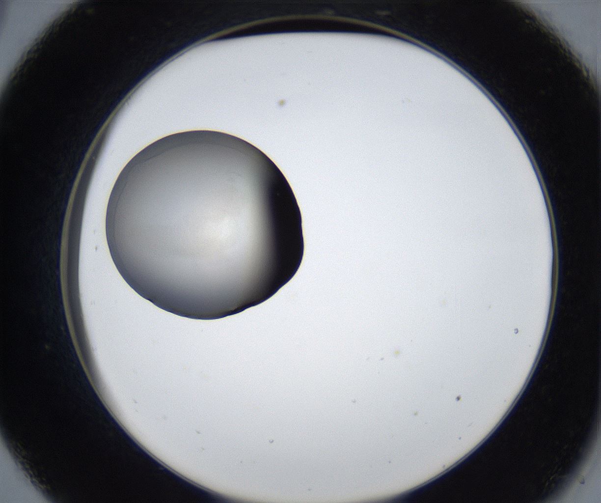folderID915_plateID2915_batchID15763_wellNum33_profileID1_d2_r239133_ef.jpg
