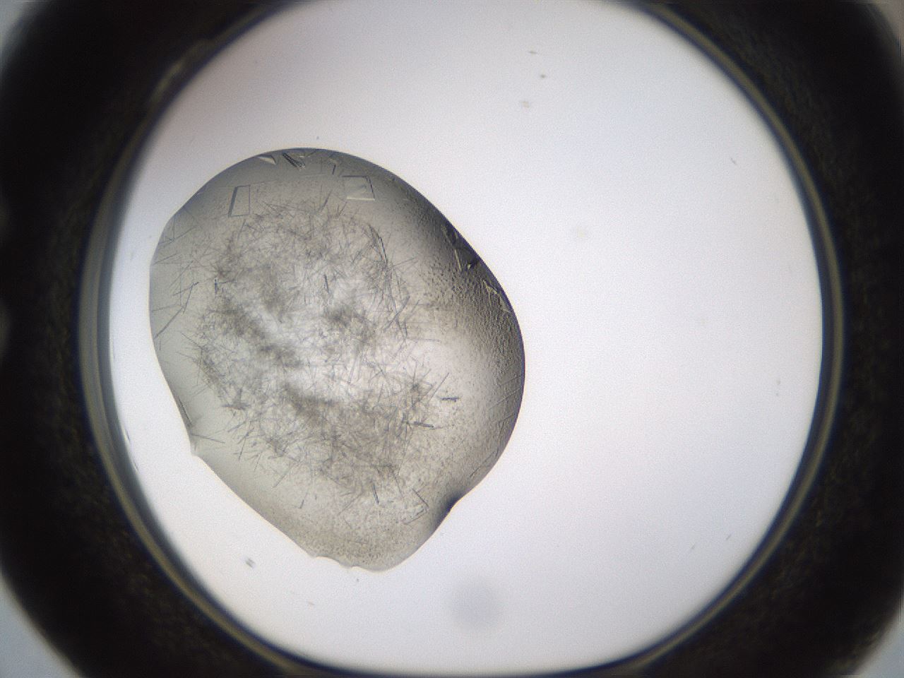 folderID634_plateID2634_batchID13212_wellNum28_profileID1_d1_r209440_ef.jpg