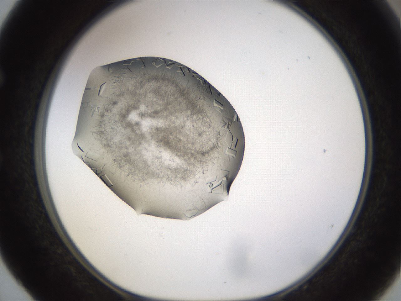folderID634_plateID2634_batchID13212_wellNum52_profileID1_d1_r209488_ef.jpg