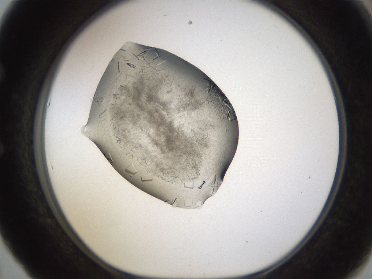 folderID634_plateID2634_batchID13212_wellNum53_profileID1_d1_r209490_ef.jpg