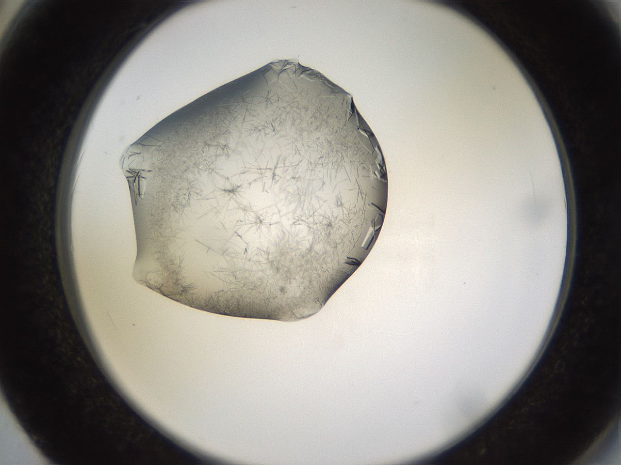 folderID634_plateID2634_batchID13212_wellNum62_profileID1_d2_r209509_ef.jpg