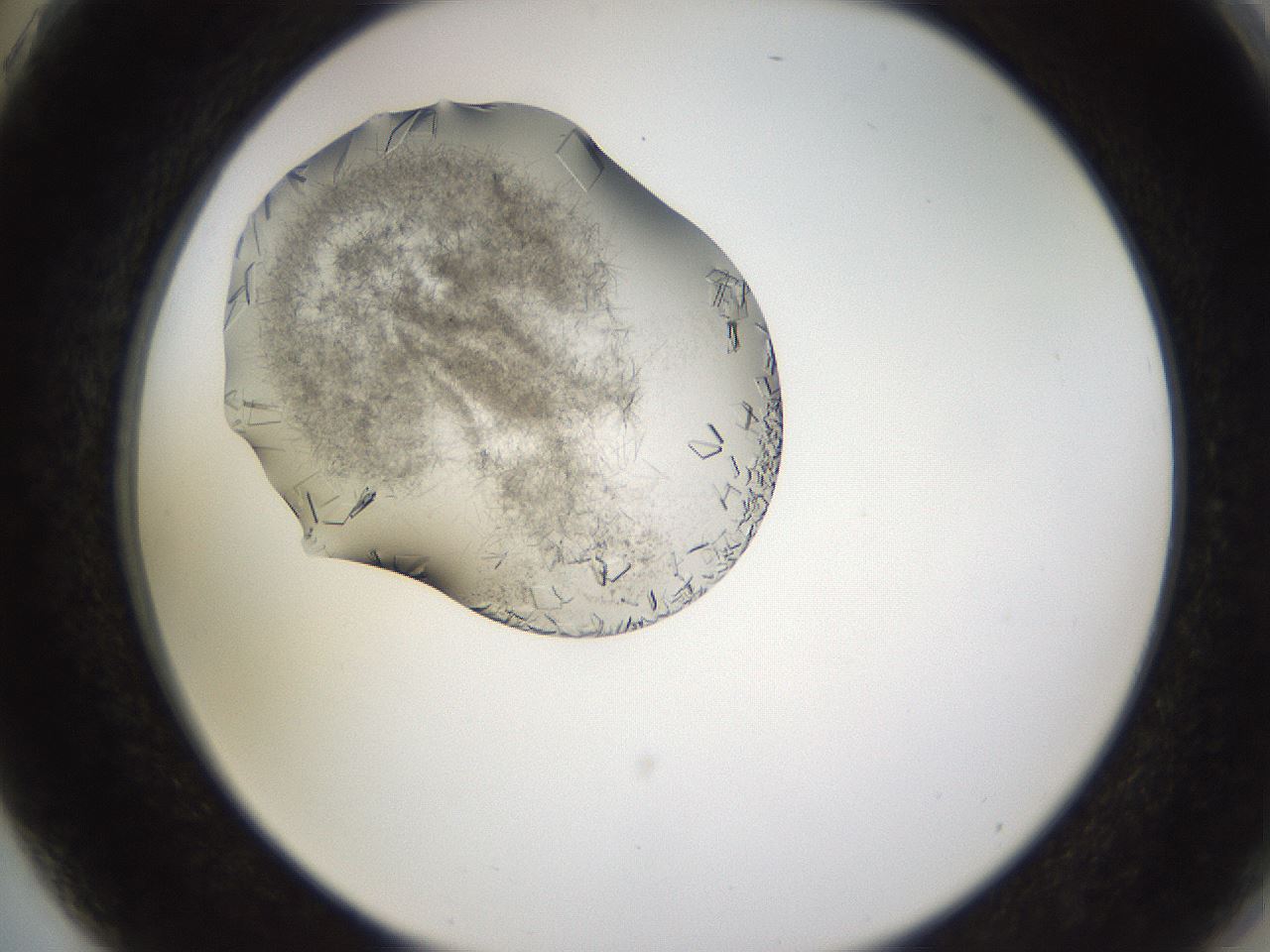 folderID634_plateID2634_batchID13212_wellNum75_profileID1_d2_r209535_ef.jpg