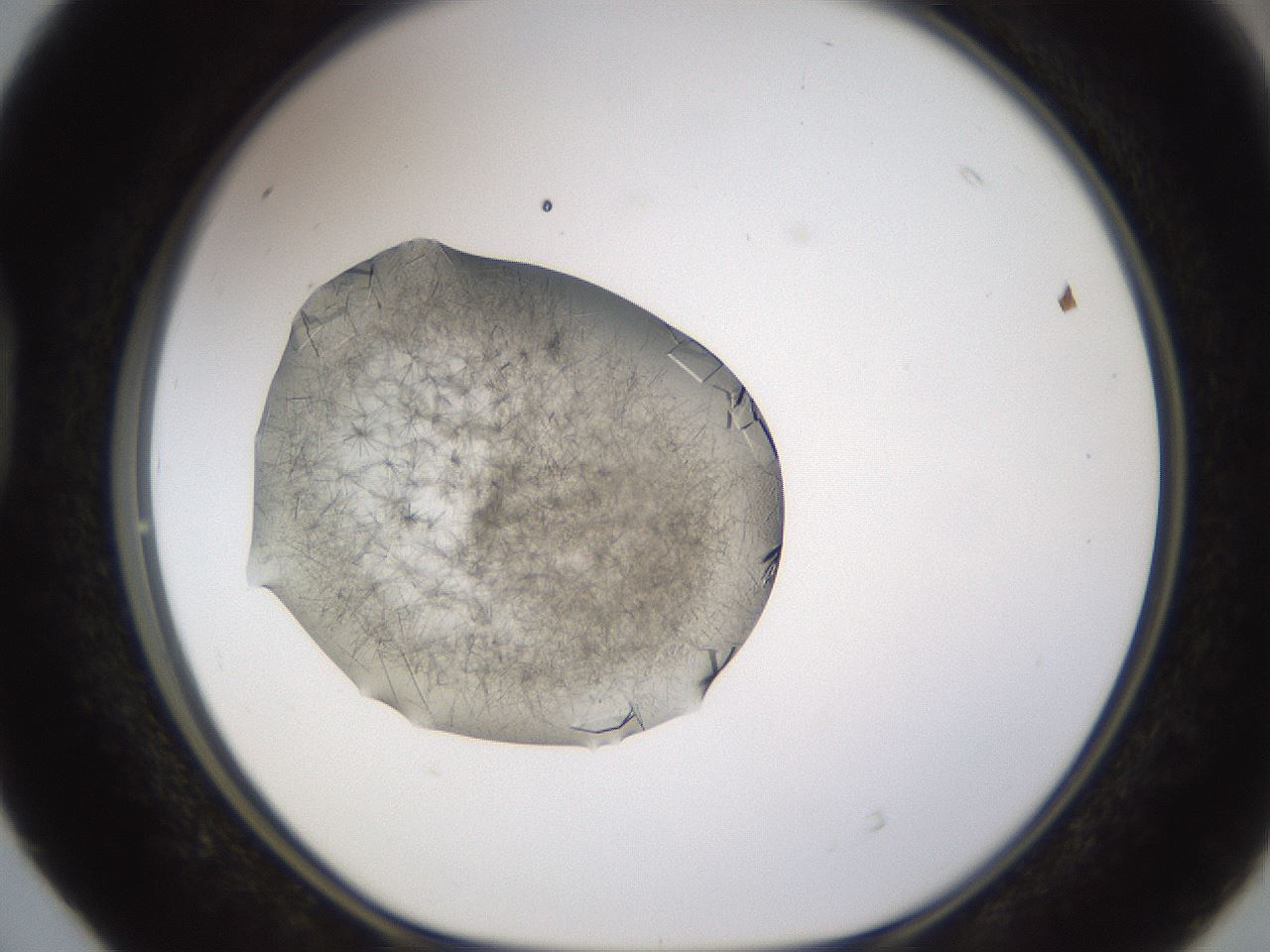 folderID635_plateID2635_batchID13214_wellNum40_profileID1_d1_r210616_ef.jpg
