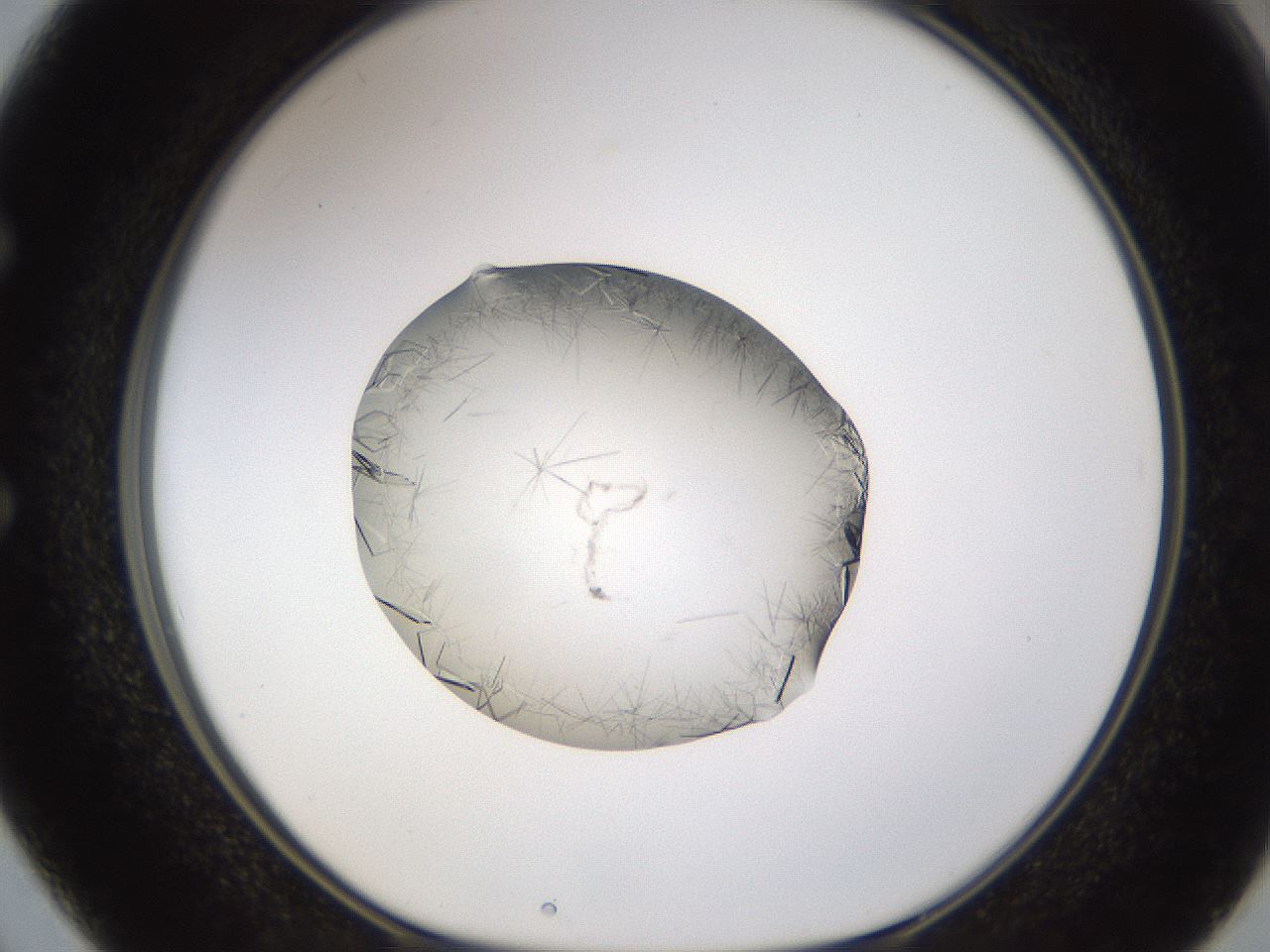 folderID635_plateID2635_batchID13214_wellNum50_profileID1_d1_r210636_ef.jpg