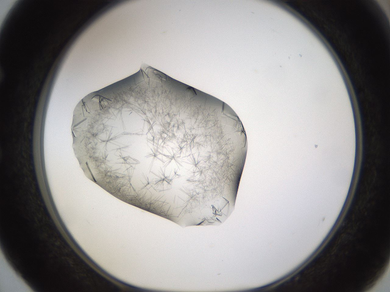 folderID635_plateID2635_batchID13214_wellNum52_profileID1_d1_r210640_ef.jpg