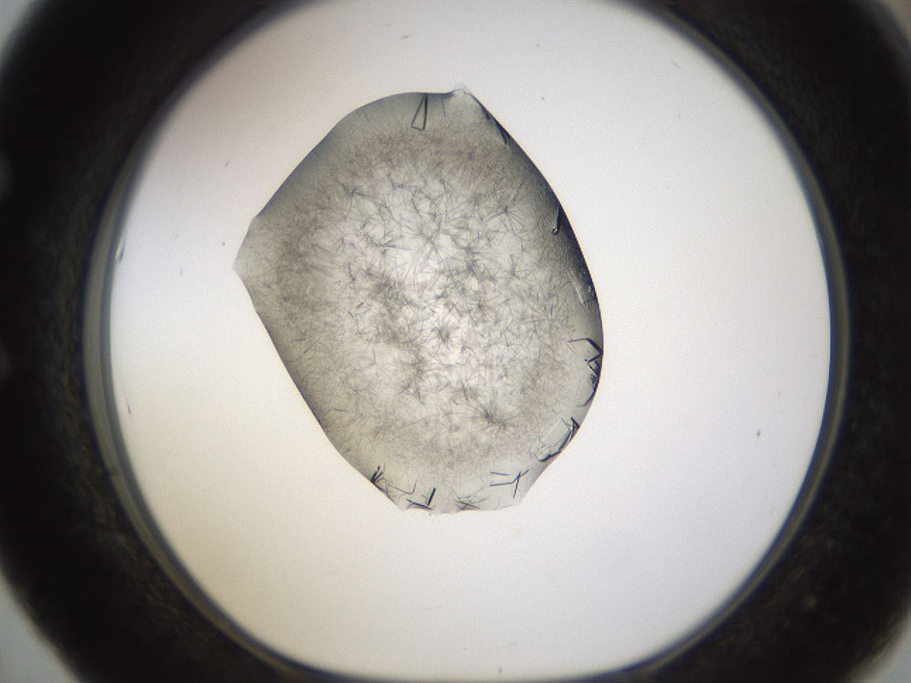 folderID635_plateID2635_batchID13214_wellNum53_profileID1_d1_r210642_ef.jpg