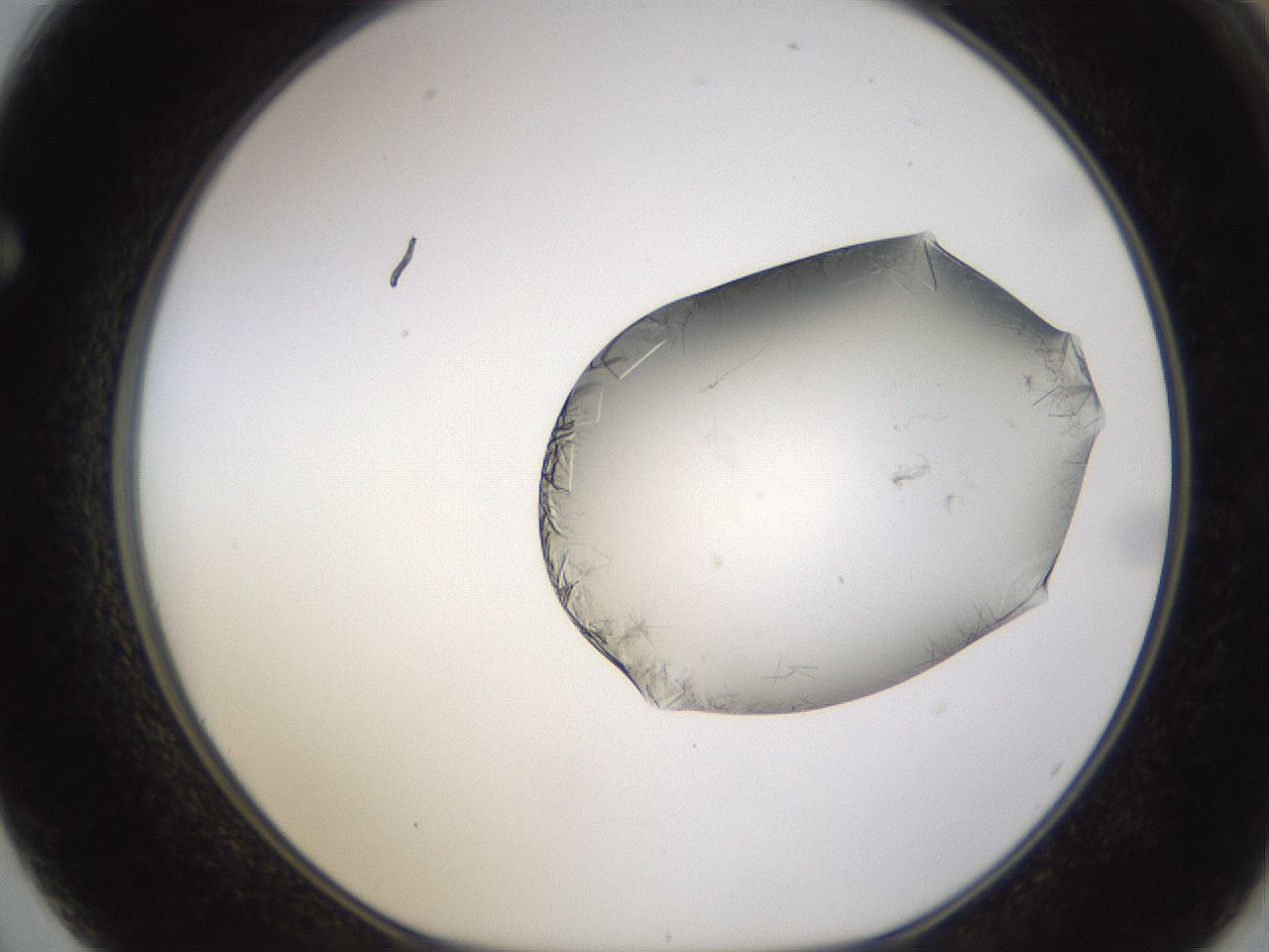 folderID635_plateID2635_batchID13214_wellNum62_profileID1_d1_r210660_ef.jpg