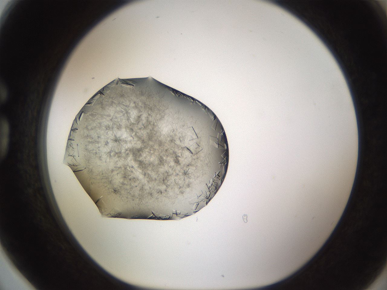 folderID635_plateID2635_batchID13214_wellNum78_profileID1_d1_r210692_ef.jpg