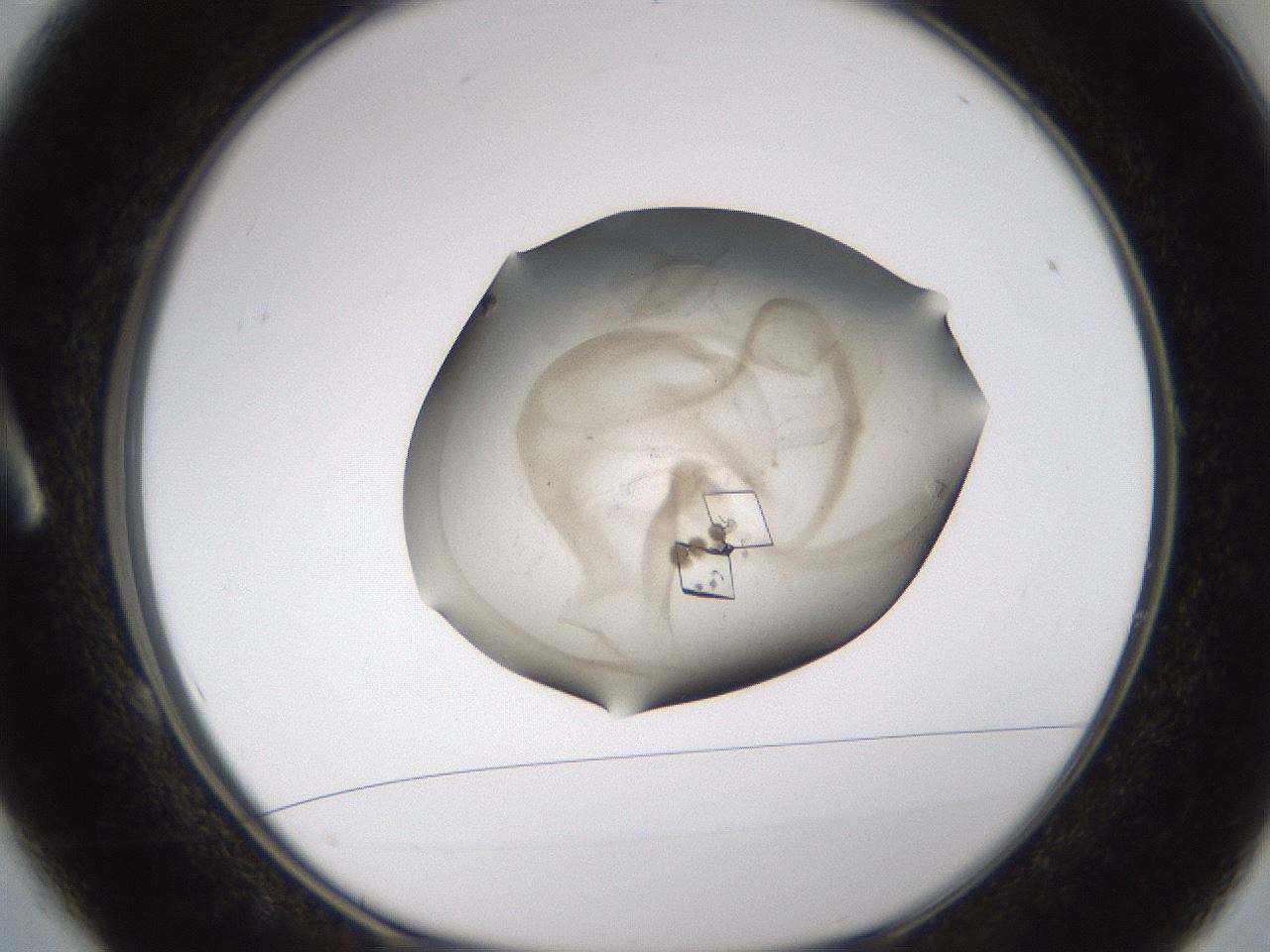 folderID637_plateID1637_batchID6856_wellNum1_profileID1_d1_r110003_ef.jpg